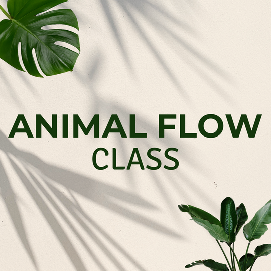 Intro to Animal Flow